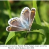 polyommatus eros meoticus female1